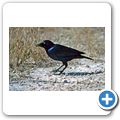 Etosha Nationalpark - Glanzstar