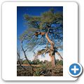 Etosha Nationalpark - Webervogelnest