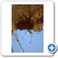 Etosha Nationalpark - Webervogelnest
