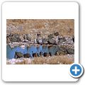 Etosha Nationalpark - Perlhuhn