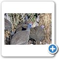 Etosha Nationalpark - Perlhuhn