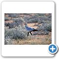 Etosha Nationalpark - Sekretär