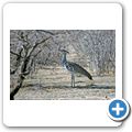 Etosha Nationalpark - Riesentrappe