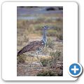 Etosha Nationalpark - Riesentrappe