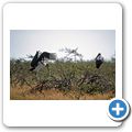 Etosha Nationalpark - Marabu