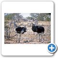 Etosha Nationalpark - Strauß