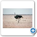 Etosha Nationalpark - Strauß