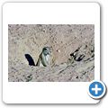 Etosha Nationalpark - Borstenhörnchen