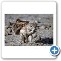 Etosha Nationalpark - Borstenhörnchen