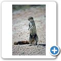 Etosha Nationalpark - Borstenhörnchen