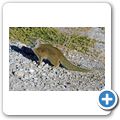 Etosha Nationalpark - Fuchsmanguste