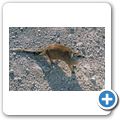 Etosha Nationalpark - Fuchsmanguste