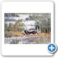 Etosha Nationalpark - Honigdachs