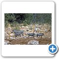 Etosha Nationalpark - Warzenschwein