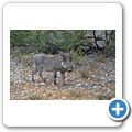 Etosha Nationalpark - Warzenschwein