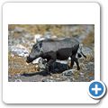 Etosha Nationalpark - Warzenschwein
