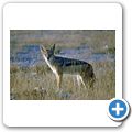 Etosha Nationalpark - Schabrackenschakal
