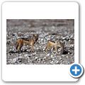 Etosha Nationalpark - Schabrackenschakal