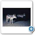 Etosha Nationalpark - Schabrackenschakal im Restcamp "Namutoni"