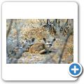 Etosha Nationalpark - Löffelhund
