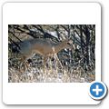 Etosha Nationalpark - Dik-Dik