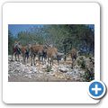 Etosha Nationalpark - Eland-Antilope