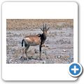 Etosha Nationalpark - Kuhantilope