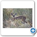 Etosha Nationalpark - Schwanznasenimpala