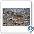 Etosha Nationalpark - Schwanznasenimpala