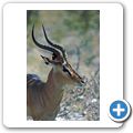 Etosha Nationalpark - Schwanznasenimpala