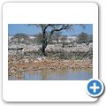 Etosha Nationalpark - Springbock