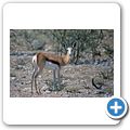 Etosha Nationalpark - Springbock