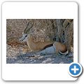 Etosha Nationalpark - Springbock