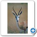 Etosha Nationalpark - Springbock