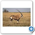Etosha Nationalpark - Oryx Antilope