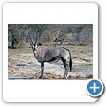 Etosha Nationalpark - Oryx Antilope