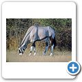 Etosha Nationalpark - Oryx Antilope