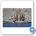 Etosha Nationalpark - Oryx Antilope