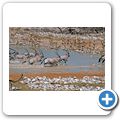 Etosha Nationalpark - Oryx Antilope