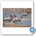 Etosha Nationalpark - Oryx Antilope