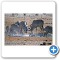 Etosha Nationalpark - Kudu