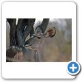 Etosha Nationalpark - Kudu