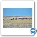 Etosha Nationalpark - Gnu