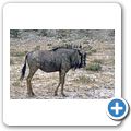 Etosha Nationalpark - Gnu