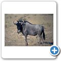 Etosha Nationalpark - Gnu