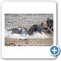 Etosha Nationalpark - Gnu