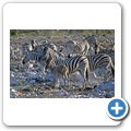 Etosha Nationalpark - Zebra
