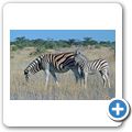 Etosha Nationalpark - Zebra
