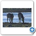Etosha Nationalpark - Zebra