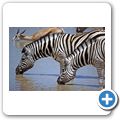 Etosha Nationalpark - Zebra